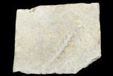 Archimedes Screw Bryozoan Fossil - Alabama #178215-1